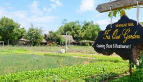 Green fields of Tra Que Village for a vibrant Tra Que Tours banner with Legend Travel Group.